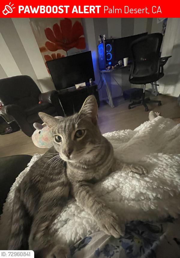 Lost Male Cat last seen Cook st,42nd , Palm Desert, CA 92260
