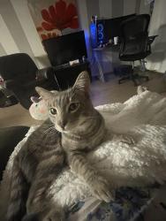 Lost Male Cat last seen Cook st,42nd , Palm Desert, CA 92260