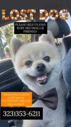 Lost Male Dog last seen California st, South Gate, CA 90280