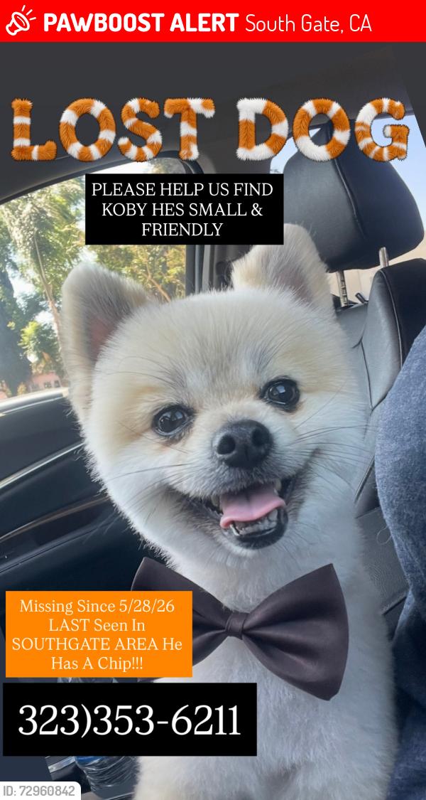 Lost Male Dog last seen California st, South Gate, CA 90280