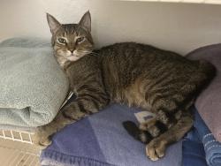 Lost Male Cat last seen Erin Arbor Neighborhood, Valrico, FL 33596