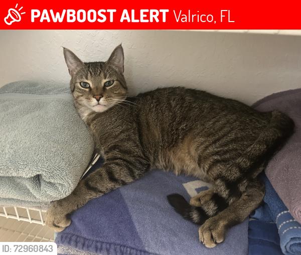 Lost Male Cat last seen Erin Arbor Neighborhood, Valrico, FL 33596