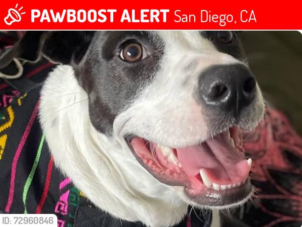 Lost Female Dog last seen Euclid Ave, University Ave, San Diego, CA 92105