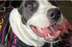 Lost Female Dog last seen Euclid Ave, University Ave, San Diego, CA 92105