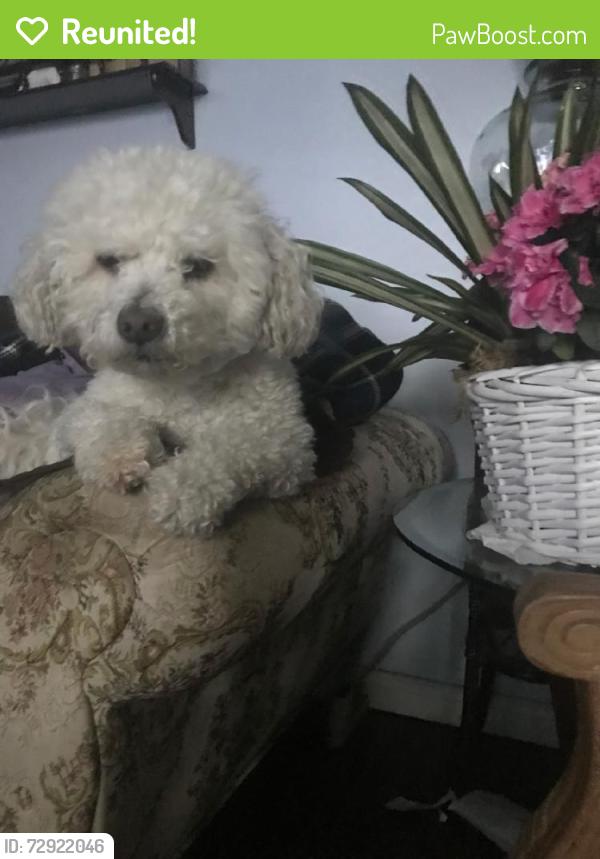 Reunited Male Dog last seen Near N Evergreen St, Anaheim, CA 92805, USA, Anaheim, CA 92805