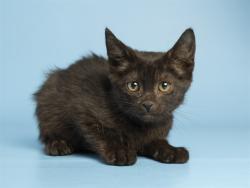 Shelter Stray Male Cat last seen FIRE STATION 59, Phoenix, AZ 85008