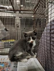 Shelter Stray Male Cat last seen , Chatsworth, CA 91311