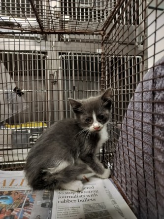 Shelter Stray Male Cat last seen , Chatsworth, CA 91311