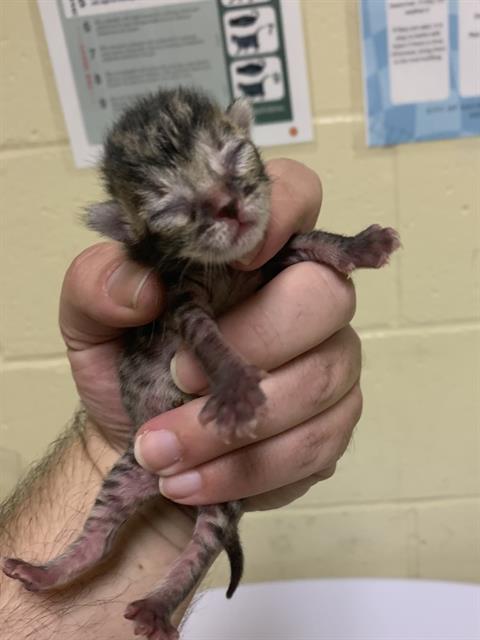 Shelter Stray Male Cat last seen INSPIRATION LN & WINNING WAY, Sacramento, CA 95818