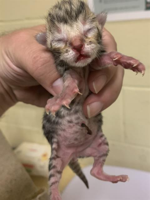 Shelter Stray Male Cat last seen INSPIRATION LN & WINNING WAY, Sacramento, CA 95818