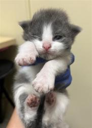 Shelter Stray Male Cat last seen Near FRUITRIDGE RD, Sacramento, CA 95818