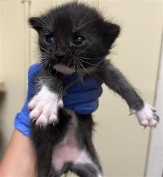Shelter Stray Male Cat last seen Near FRUITRIDGE RD, Sacramento, CA 95818