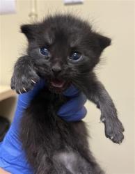 Shelter Stray Male Cat last seen Near FRUITRIDGE RD, Sacramento, CA 95818