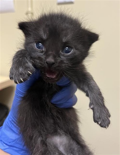 Shelter Stray Male Cat last seen Near FRUITRIDGE RD, Sacramento, CA 95818