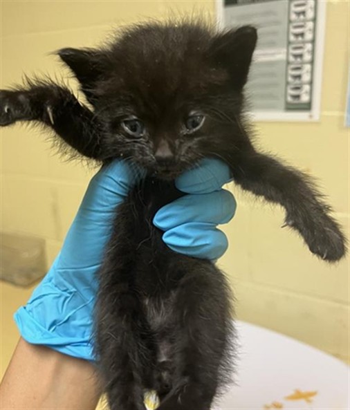Shelter Stray Male Cat last seen SUMMERBROOK WAY & SUMMERSDALE DR, Sacramento, CA 95818