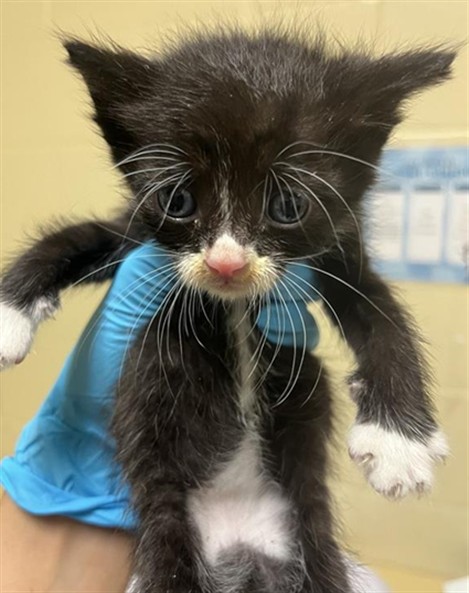 Shelter Stray Male Cat last seen SUMMERBROOK WAY & SUMMERSDALE DR, Sacramento, CA 95818