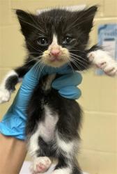 Shelter Stray Male Cat last seen SUMMERBROOK WAY & SUMMERSDALE DR, Sacramento, CA 95818
