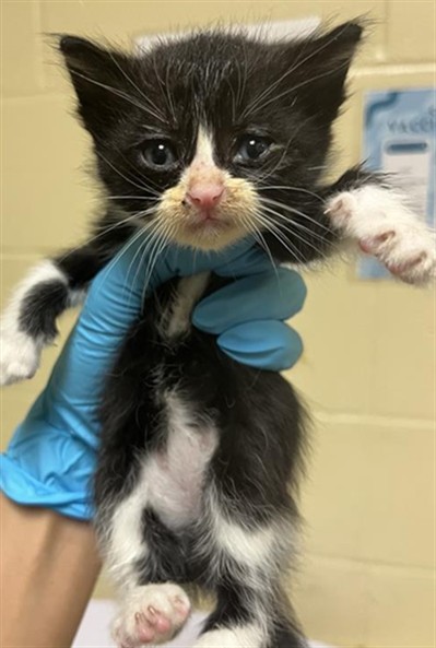 Shelter Stray Male Cat last seen SUMMERBROOK WAY & SUMMERSDALE DR, Sacramento, CA 95818