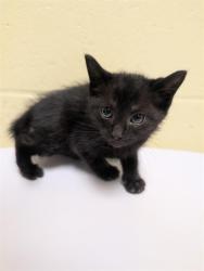 Shelter Stray Male Cat last seen LA MANCHA WAY & SEYFERTH WAY, Sacramento, CA 95818