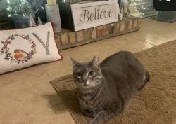 Reunited Female Cat last seen Front of hse , Lafayette, LA 70508