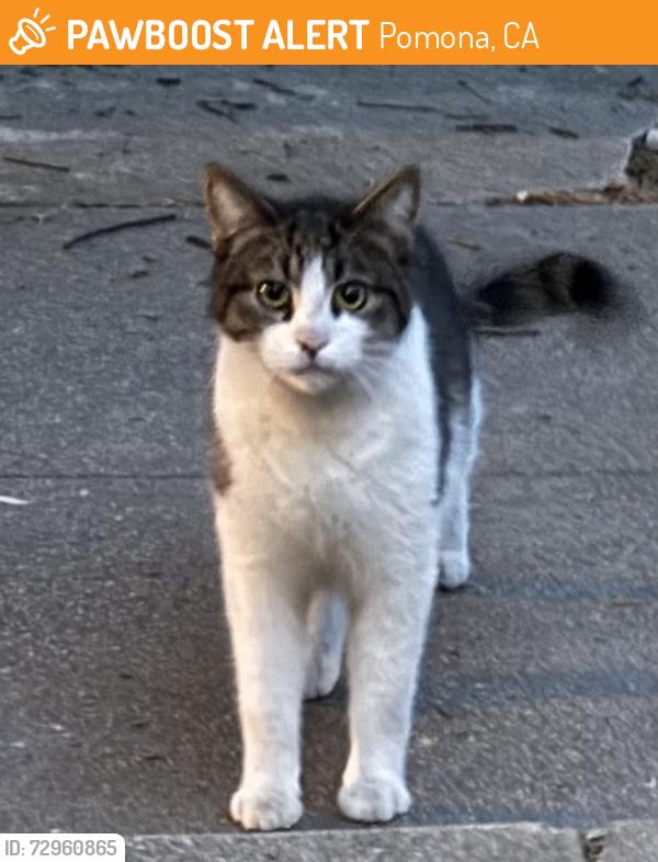 Found/Stray Unknown Cat last seen Towne and Garey  on Alvarado , Pomona, CA 91767