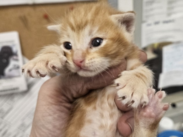 Shelter Stray Male Cat last seen , Los Angeles, CA 91405