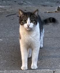Found/Stray Unknown Cat last seen Towne and Garey  on Alvarado , Pomona, CA 91767