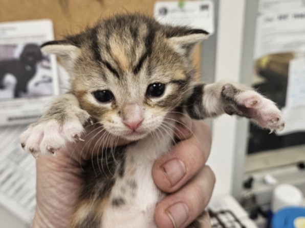 Shelter Stray Female Cat last seen , Los Angeles, CA 91405