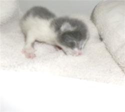 Shelter Stray Female Cat last seen , Los Angeles, CA 91405