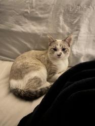 Lost Female Cat last seen Elder and prospect dr, Round Lake Park, IL 60073