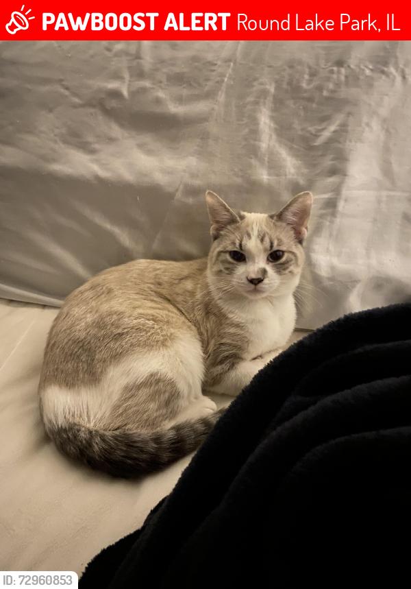 Lost Female Cat last seen Elder and prospect dr, Round Lake Park, IL 60073
