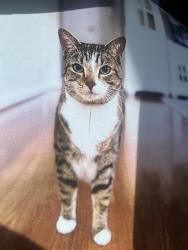 Lost Female Cat last seen Columbus, Arlington, VA 22204