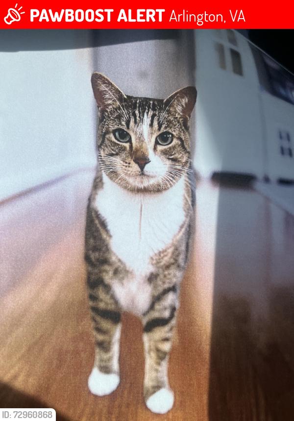 Lost Female Cat last seen Columbus, Arlington, VA 22204