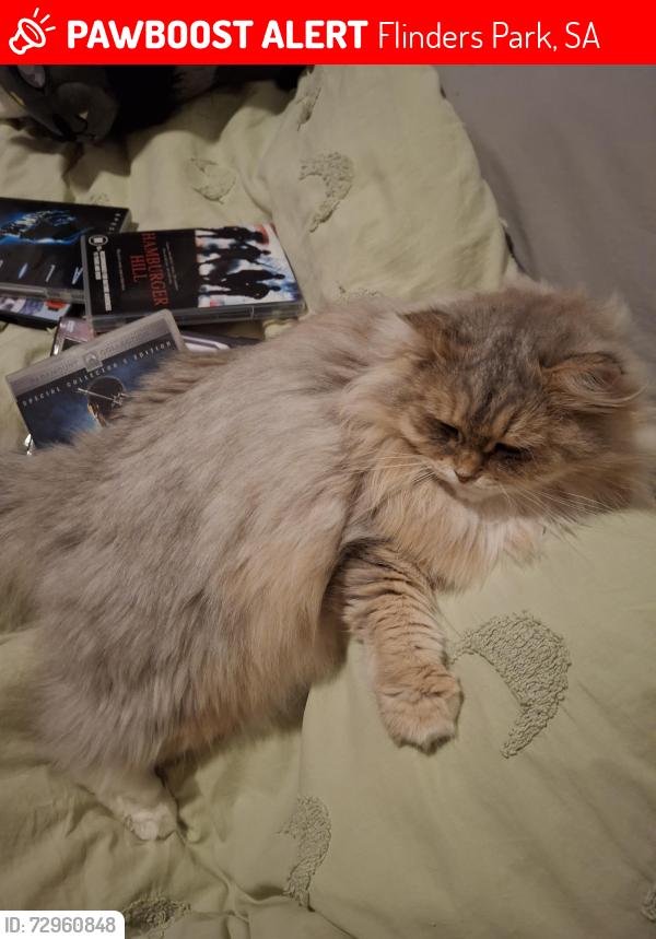 Lost Female Cat last seen Near playground with tennis court , Flinders Park, SA 5025