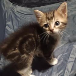 Shelter Stray Unknown Cat last seen , San Antonio, TX 78227