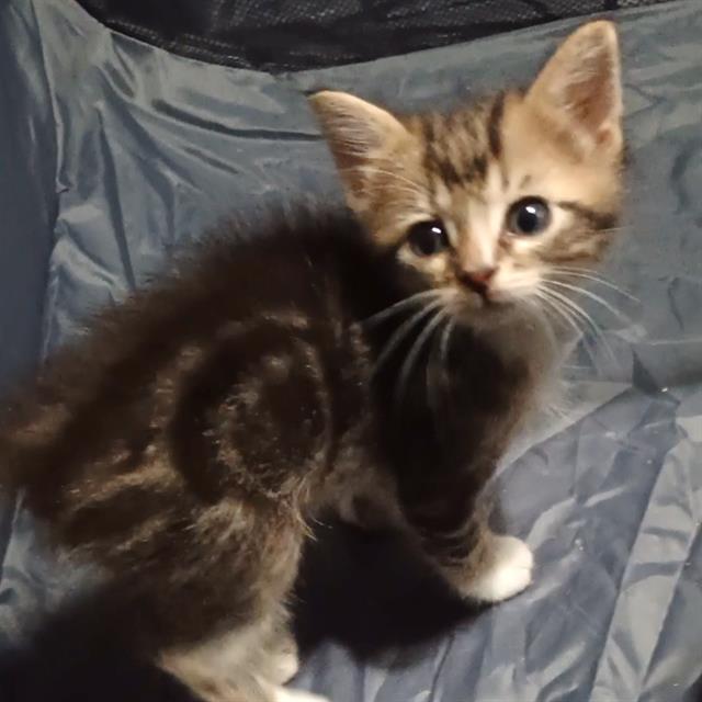 Shelter Stray Unknown Cat last seen , San Antonio, TX 78227