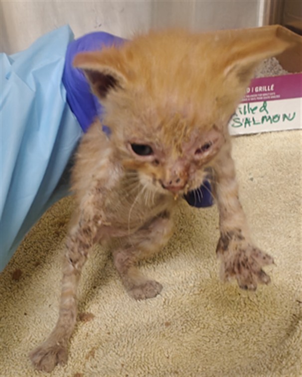 Shelter Stray Male Cat last seen Near BLOCK CERILLOS RD SANTA FE NM 87507, 100 Caja Del Rio Rd, Santa Fe, NM 87507, USA