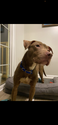 Lost Male Dog last seen Smith funeral home, Florence, SC 29506