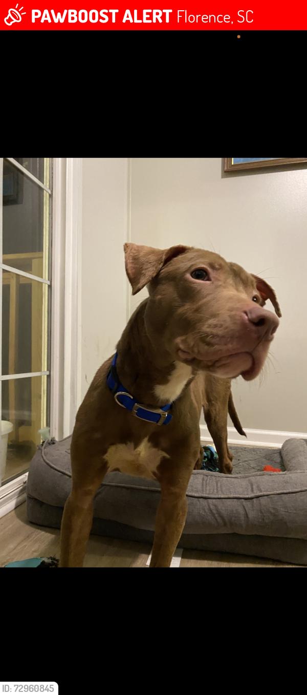 Lost Male Dog last seen Smith funeral home, Florence, SC 29506