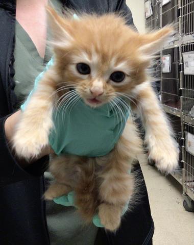 Shelter Stray Male Cat last seen PARK AND PLEASANT, Jurupa Valley, CA 92509