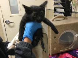 Shelter Stray Male Cat last seen Near BLOCK GALENA ST, JURUPA VALLEY CA 92509, Jurupa Valley, CA 92509