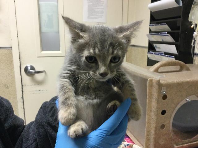 Shelter Stray Male Cat last seen Near BLOCK GALENA ST, JURUPA VALLEY CA 92509, Jurupa Valley, CA 92509