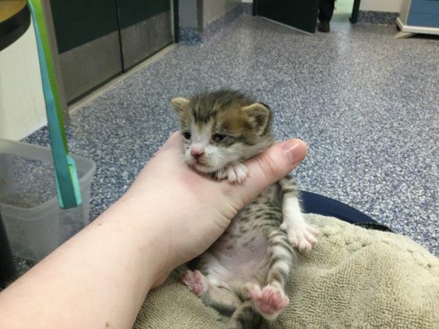 Shelter Stray Male Cat last seen Near BLOCK SEDONA CT, COACHELLA, CA, Thousand Palms, CA 92276