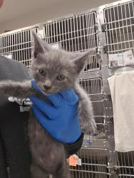 Shelter Stray Male Cat last seen Near BLOCK S STATE ST, HEMET CA 92543, San Jacinto, CA 92582