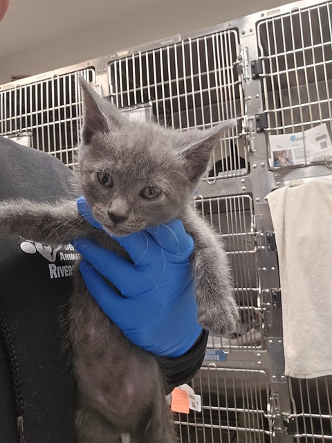 Shelter Stray Male Cat last seen Near BLOCK S STATE ST, HEMET CA 92543, San Jacinto, CA 92582