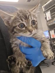 Shelter Stray Male Cat last seen Near BLOCK S STATE ST, HEMET CA 92543, San Jacinto, CA 92582