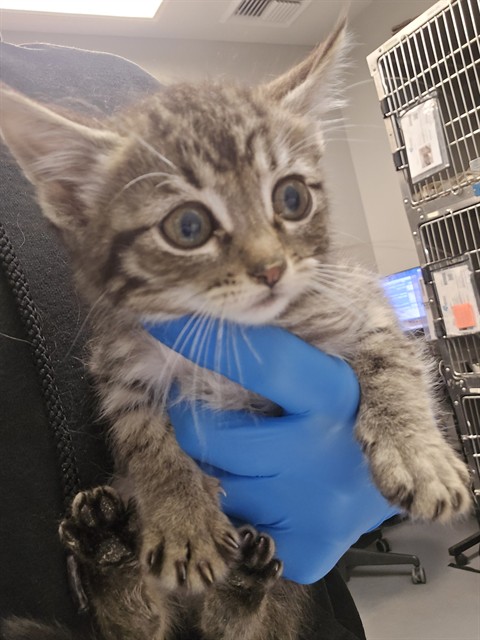 Shelter Stray Male Cat last seen Near BLOCK S STATE ST, HEMET CA 92543, San Jacinto, CA 92582