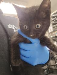 Shelter Stray Female Cat last seen Near BLOCK S STATE ST, HEMET CA 92543, San Jacinto, CA 92582
