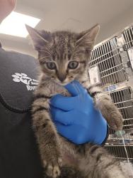 Shelter Stray Male Cat last seen Near BLOCK S STATE ST, HEMET CA 92543, San Jacinto, CA 92582