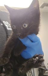 Shelter Stray Male Cat last seen Near BLOCK S STATE ST, HEMET CA 92543, San Jacinto, CA 92582
